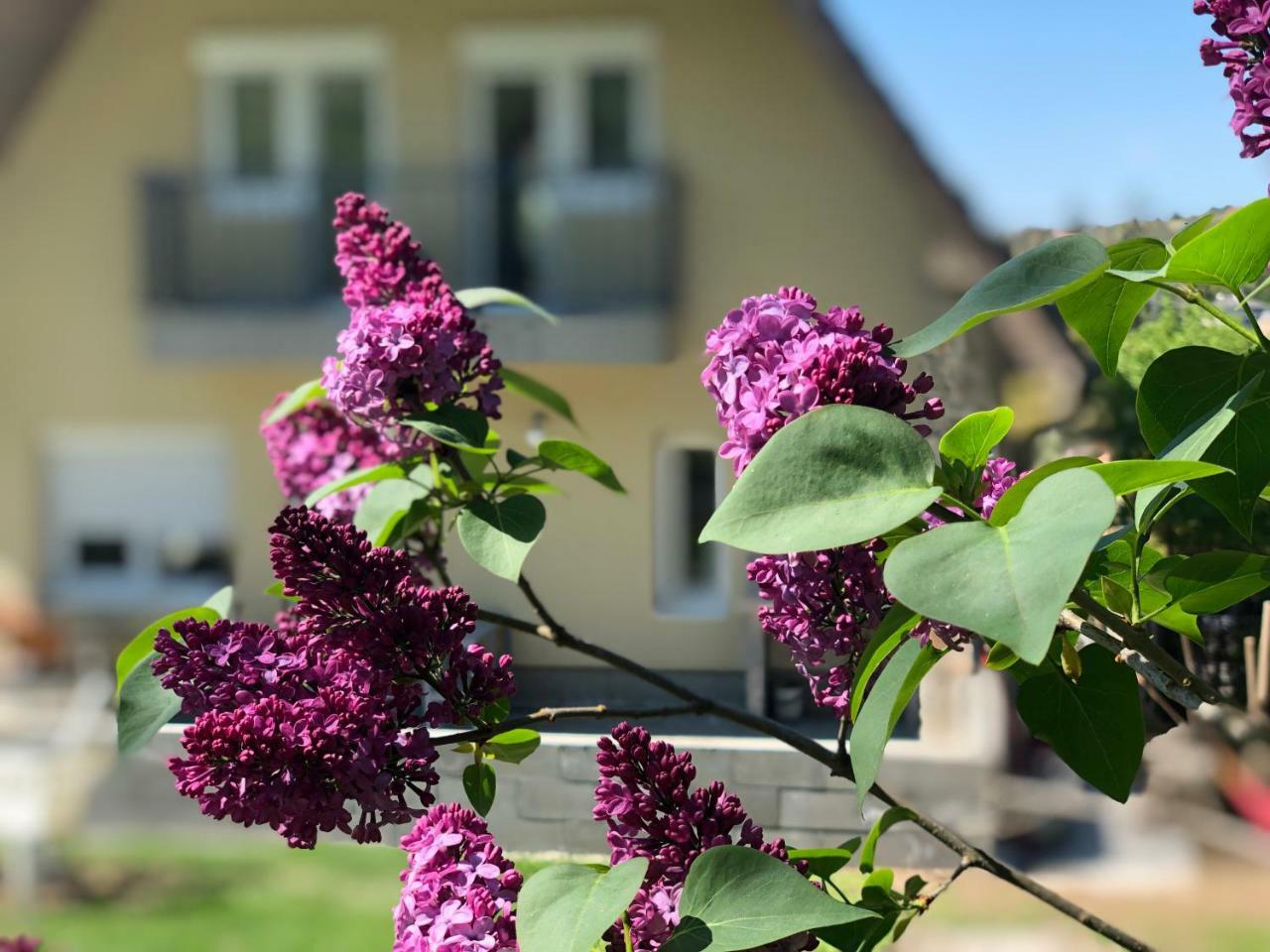 Juno Apartman Vendeghaz Miškovec Exteriér fotografie